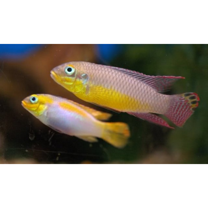 Pelvicachromis taeniatus Kienke 4-5cm